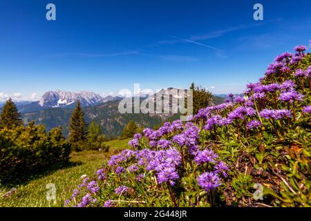 Bergblumen im Frühling mit Blick auf den Wilden Kaiser, Tirol, Österreich, Kaisergebirge Stockfoto