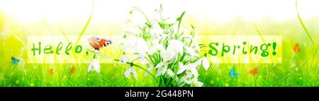 Viele Schneeglöckchen in den ersten Frühlingstagen mit Schmetterling Stockfoto