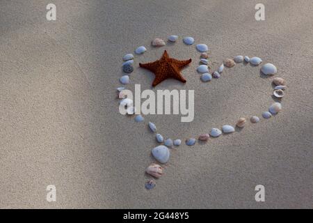 Muscheln und Seesterne, die auf dem Sand aus dem Herzen hineingelegt sind. Antigua, Westindien. Stockfoto