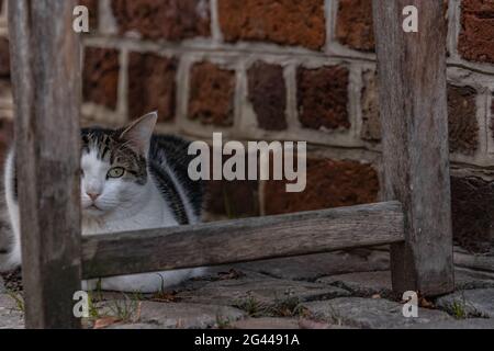 Katze unter einer Bank in der Altstadt von Lüneburg, Deutschland Stockfoto