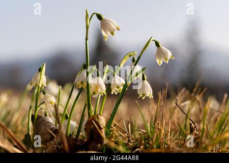 Märzenbecher in Murnauer Moos, Murnau, Bayern, Deutschland, Europa Stockfoto