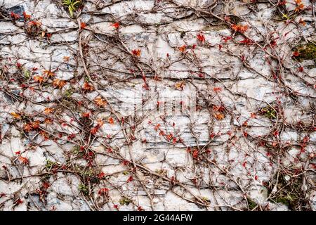 Trockene Zweige mit kleinen roten Blättern auf einer grauen Steinstruktur. Die kleinen roten Blätter der Jungtraube blühen im Frühling. Stockfoto