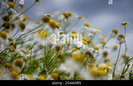 Gänseblümchen im Sonnenlicht, Bayern, Deutschland, Europa Stockfoto
