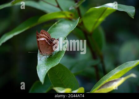 Die doppelbänderige Judy - Abisara bifasciata auf einem grünen Blatt im Wald in Laos Stockfoto