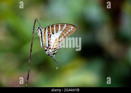 Beobachten Sie Schwertschwanzschmetterling, der auf einem Zweig in einem Wald in Laos thront Stockfoto