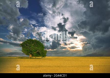 Unglaublich schöne Natur.Kunstfotografie.Fantasy-Design.Kreativer Hintergrund.erstaunlich bunten Baum Stockfoto