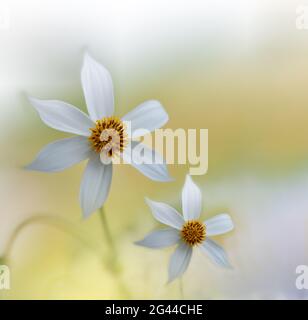 Hochzeitseinladung oder Grußkarte.Gelbe Natur Hintergrund.Blumenkunst Design.Abstraktes Pastell Foto Stockfoto