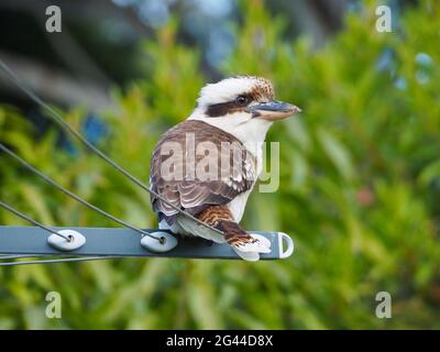 Australische Vögel, Kookaburra, Dacelo novaeguineae, kultiger einheimischer Vogel sitzt auf einer Wäscheleine in einem heimischen Garten im Hinterhof, Australien Stockfoto