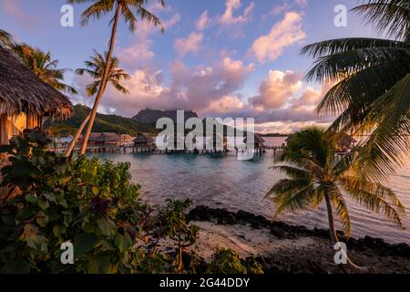 Kokospalmen und Überwasser-Bungalows des Sofitel Bora Bora Private Island Resort in der Bora Bora Lagune bei Sonnenaufgang, Bora Bora, Leeward Islands, F Stockfoto