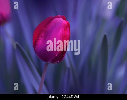 Schöne Makroaufnahme von magischen Blumen. Border Art Design. Magisches Licht.extrem nahes Makrofoto. Stockfoto