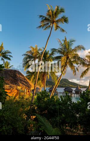 Eine junge blonde Frau blickt vom Balkon ihrer Flitterwochen-Suite inmitten von Kokospalmen in die Überwasser-Bungalows des Sofitel Bora Bora Private Island R Stockfoto