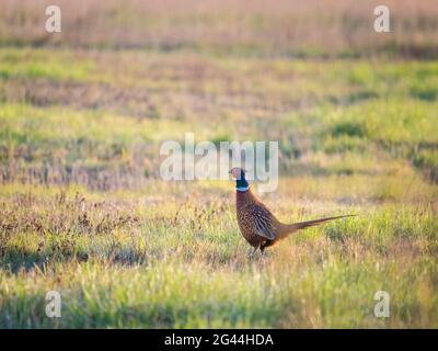 Auf einer Morgenwiese im Burgenland Stockfoto