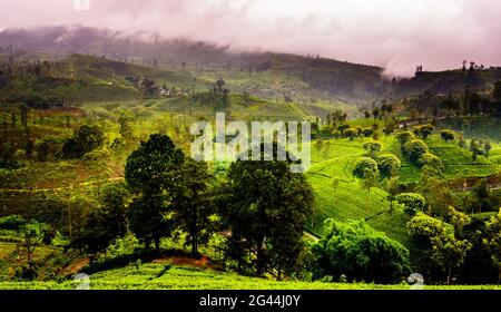 Teeplantage in Sri Lanka Highland unter wolkigen Himmel Stockfoto