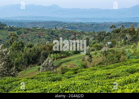 Blick auf Teeplantage, Bäume, üppige Vegetation und Berge in der Ferne, in der Nähe von Gisakura, Westprovinz, Ruanda, Afrika Stockfoto