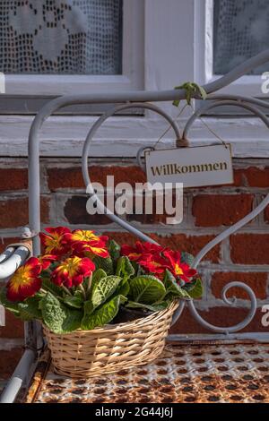 Blumen im Korb auf der Bank in Lüneburg, Deutschland Stockfoto