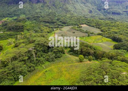 Luftaufnahme von Ananasplantagen und üppiger Vegetation im Paopao Valley, Moorea, Windward Islands, Französisch-Polynesien, Südpazifik Stockfoto