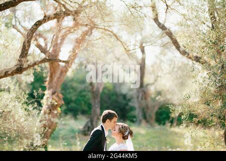 Braut und Bräutigam stehen umarmt im Olivenhain, der Bräutigam küsst die Braut auf die Stirn Stockfoto