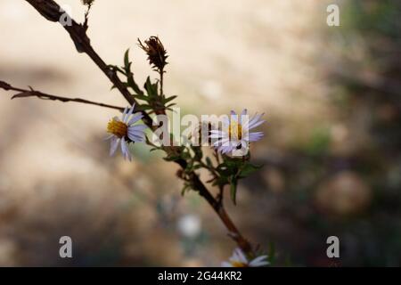 Strahlende Kopfblüten von California Aster, Corethrogyne Filaginifolia, Asteraceae, geboren in den Santa Monica Mountains, Frühling. Stockfoto