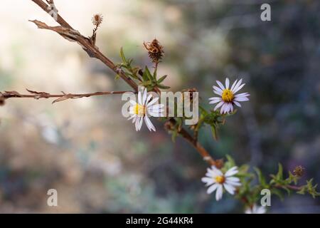 Strahlende Kopfblüten von California Aster, Corethrogyne Filaginifolia, Asteraceae, geboren in den Santa Monica Mountains, Frühling. Stockfoto