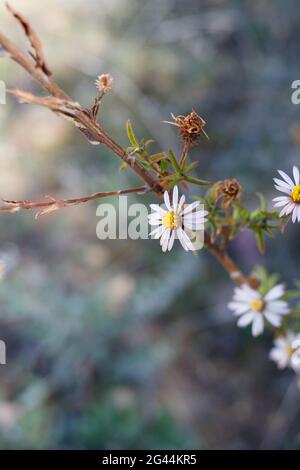 Strahlende Kopfblüten von California Aster, Corethrogyne Filaginifolia, Asteraceae, geboren in den Santa Monica Mountains, Frühling. Stockfoto