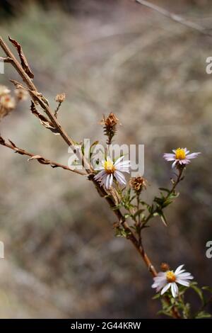 Strahlende Kopfblüten von California Aster, Corethrogyne Filaginifolia, Asteraceae, geboren in den Santa Monica Mountains, Frühling. Stockfoto