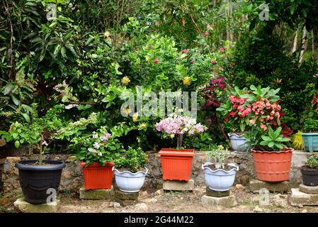 Garten mit Pflanzen und Blumen im Topf Stockfoto