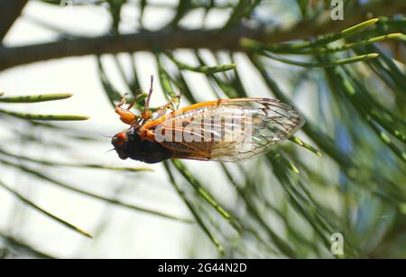Eine Zikaden, die auf den Blättern einer Kiefer hängt Stockfoto