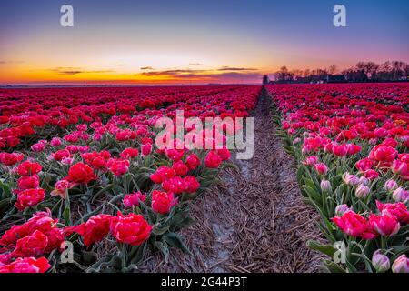 Tulpenfeld in den Niederlanden, farbenfrohe Tulpenfelder in Flevoland Noordoostpolder Holland, niederländische Frühlingsansichten Stockfoto