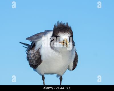 Bird, Greater Crested Tern, Thalasseus bergii, hoch oben auf der Jetty Rail mit einem klaren blauen Hintergrund, vorne an der Mittleren Nordküste Stockfoto