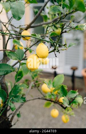 Gelbe Zitronenfrucht auf den Zweigen des Baumes zwischen den Blättern, bedeckt mit Regentropfen. Stockfoto