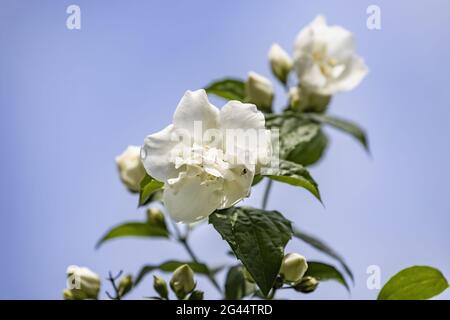 Süßes Mock-Orange mit kleiner Spinne vor einem blauen Sommerhimmel Stockfoto