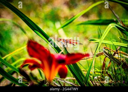 Nahaufnahme der Libelle auf der roten Lilie Stockfoto