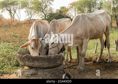 Drei weiße Kühe essen zusammen mit Liebe aus zementierten Trog mit ländlichen Hintergrund des indischen Dorfes. Sie werden für Milchprodukte domestiziert. Stockfoto