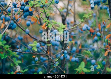 Früchte von blauen Pflaumen auf den Zweigen eines Pflaumenbaums während der Reifung. Stockfoto