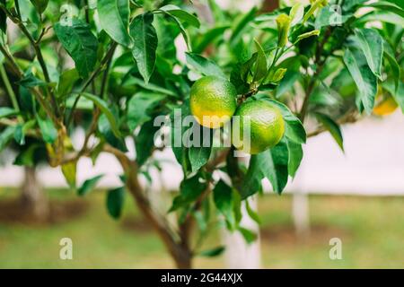 Nahaufnahme von gelb reifenden Mandarinen auf Ästen. Stockfoto