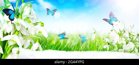 Viele Schneeglöckchen in den ersten Frühlingstagen mit Schmetterling Stockfoto