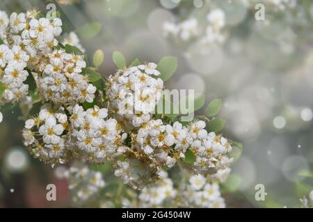 Viele kleine weiße Blüten auf Büschen im Sommergarten. Thunberg Spirea im sonnigen Frühlingstag. Unscharfer Hintergrund. Stockfoto