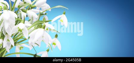 Viele Schneeglöckchen in den ersten Frühlingstagen Stockfoto