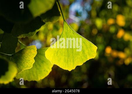 Nahaufnahme des grünen Ginkgo biloba Blattes Stockfoto