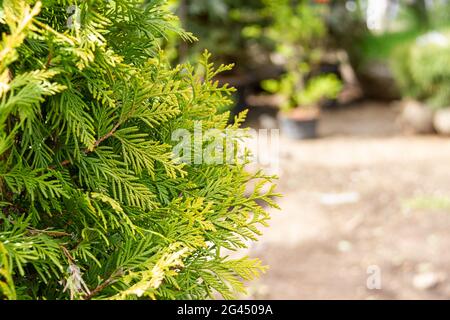 Nahaufnahme von Wacholderzweigen mit Kopierbereich. Selektive Fokussierung auf Nadeln an Wacholderästen. Naturkonzept für Designhintergrund. Stockfoto