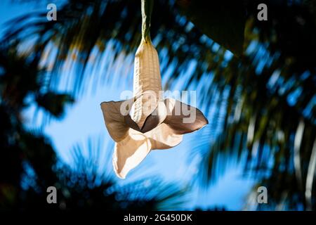 Nahaufnahme der weißen Engelstrompete (Brugmansia) Blume Stockfoto