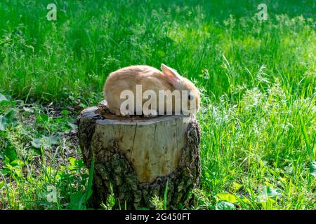 Ein junges Kaninchen sitzt auf einem Baumstumpf vor üppigem, grünem Gras und erkundet an einem sonnigen Frühlingstag die Umgebung Stockfoto