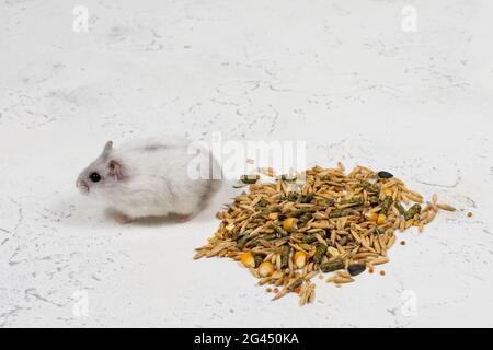 Kleiner weißer dzungarischer Hamster liegt in der Nähe eines Nahrungsstapels auf weißem Hintergrund Stockfoto