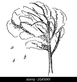 Eine Vektorfeder und Tuschezeichnung eines Herbstbaums mit fallenden Blättern auf weißem Hintergrund Stockfoto