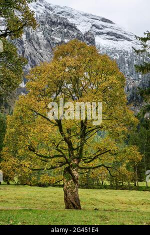 Ahorn im Herbstlaub, Wankerfleck, Ammergauer Alpen, Ammergebirge, Schwaben, Bayern, Deutschland Stockfoto