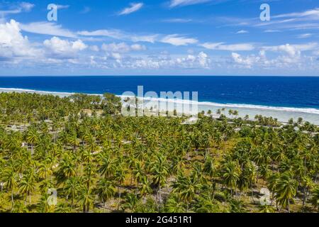 Luftaufnahme der Kokosnussplantage, Avatoru Island, Rangiroa Atoll, Tuamotu Islands, Französisch-Polynesien, Südpazifik Stockfoto