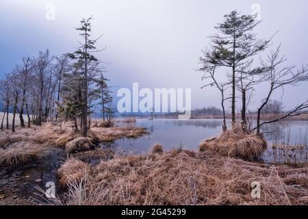 Wintermorgen bei Eschenlohe, Kreis Garmisch-Partenkirchen, Oberbayern, Bayern, Deutschland, Europa Stockfoto