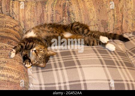 Nahaufnahme einer niedlichen grauen gestreift gestromten Katze mit weißen Füßen, die in einer ausgestreckten Position auf einem mit einer Decke bedeckten Sofa schläft Stockfoto