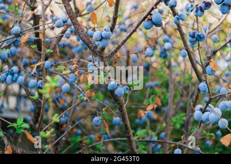 Blaue reife Pflaumen auf dem Baum aus der Nähe. Stockfoto