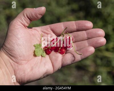 Trauben von roten Johannisbeeren auf der Handfläche Stockfoto